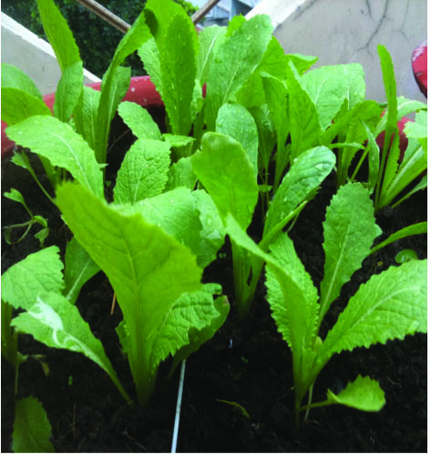 Ứng dụng dấm gỗ sinh học trong phát triển nông nghiệp an toàn